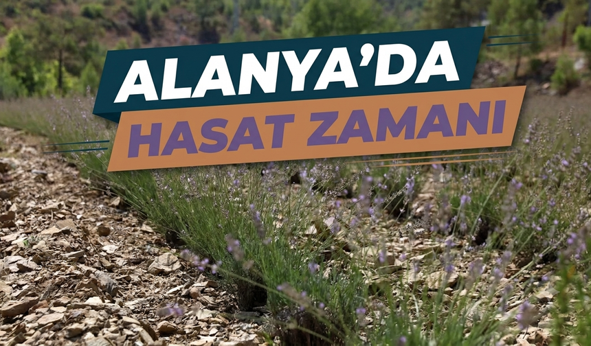 Alanya'da hasat zamanı