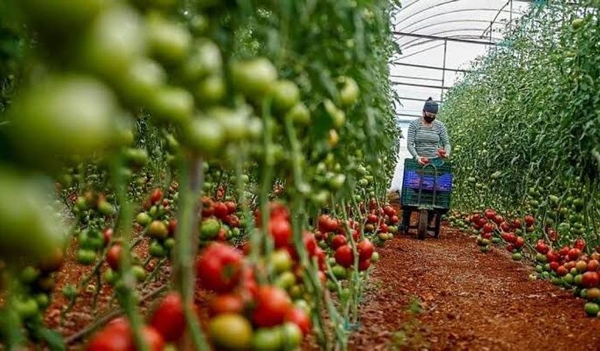 ‘Tarım ürünlerinin ihracatı kolaylaştırılsın’ önerisi