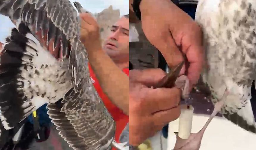 Misina dolanan martıyı amatör balıkçılar kurtardı