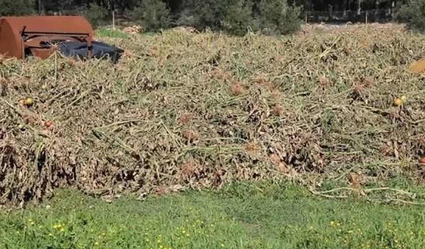 Sera atıkları ormanları tehdit ediyor