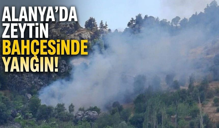 Alanya'da zeytin bahçesinde yangın!