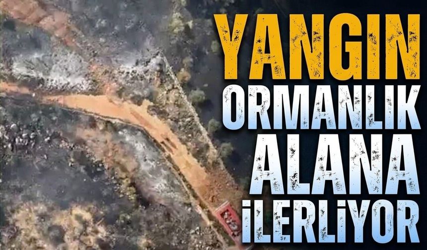 Yangın ormanlık alana ilerliyor