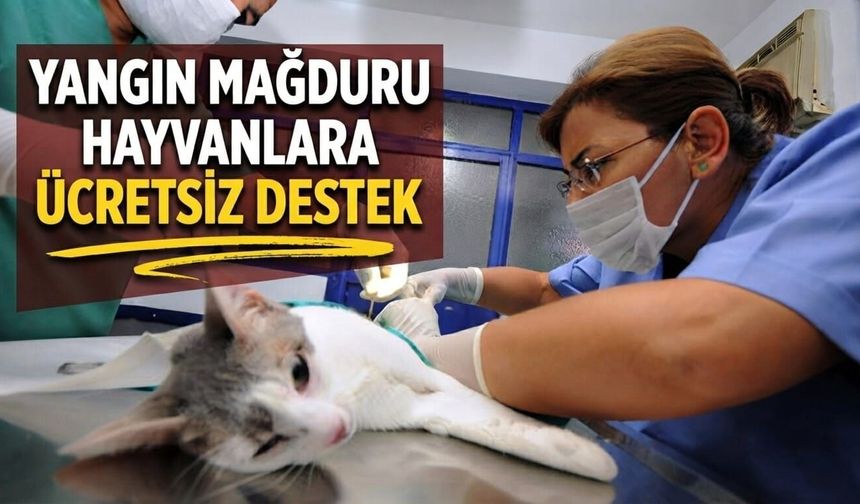 Yangın mağduru hayvanlara ücretsiz destek