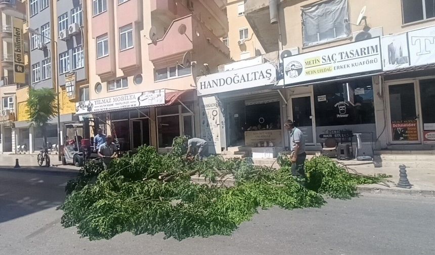 Manavgat'ta tehlike yaratan ağaca müdahale
