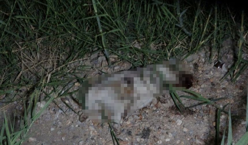 Manavgat'ta kan donduran iddia