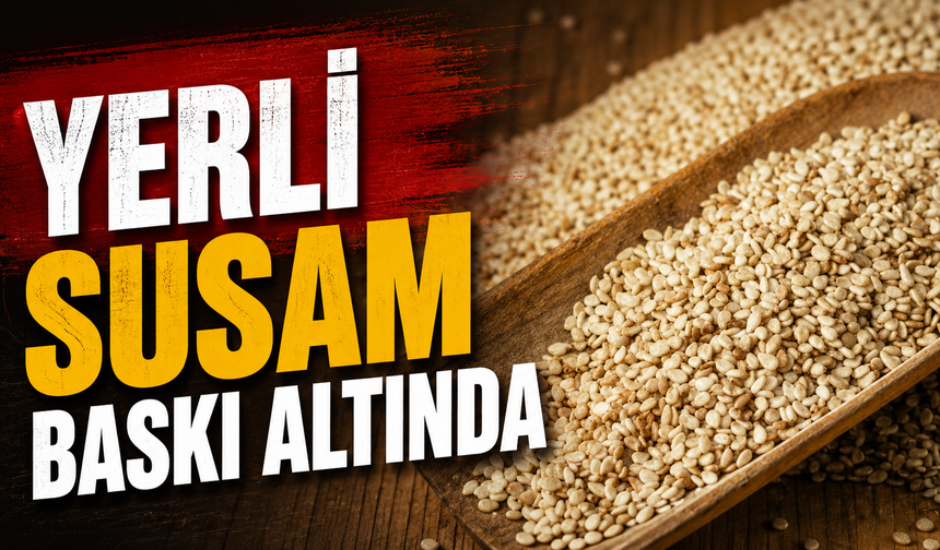 Yerli susam baskı altında