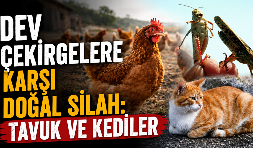 Dev çekirgelere karşı doğal silah: Tavuk ve kediler