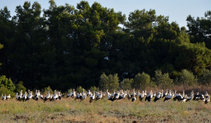 Göç yolculuğundaki leylekler tarlada mola verdi