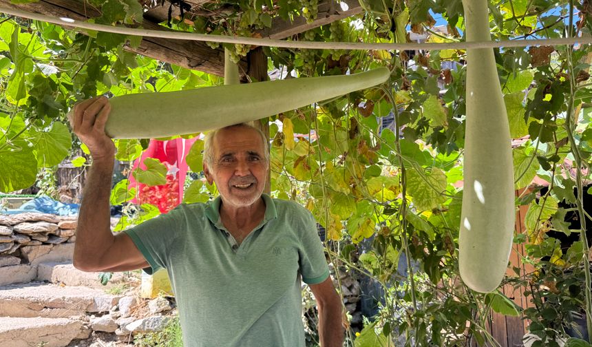 Antalya'da bu kabak şaşırttı