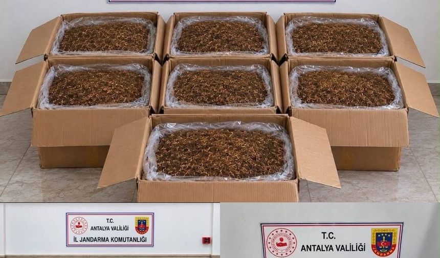 Kaçak tütün operasyonu