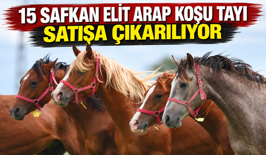 15 safkan elit Arap koşu tayı satışa çıkarılıyor
