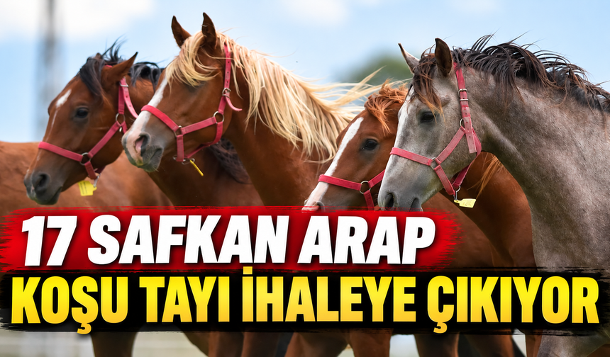 17 safkan Arap koşu tayı ihaleye çıkıyor