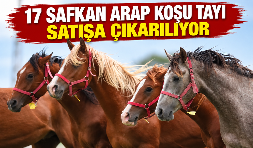 17 safkan Arap koşu tayı satışa çıkarılıyor