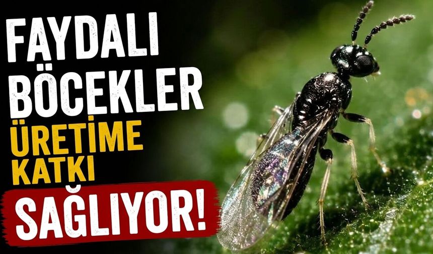 Faydalı böcekler üretime katkı sağlıyor