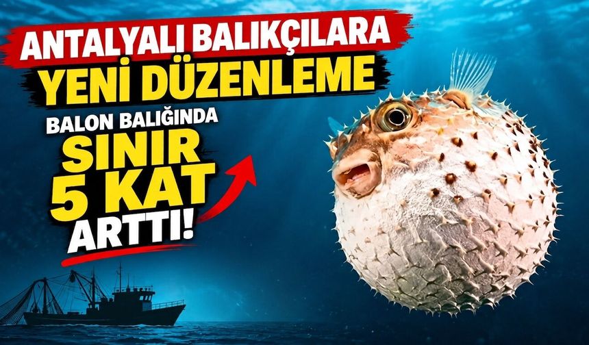 Balon balığında sınır 5 kat arttı