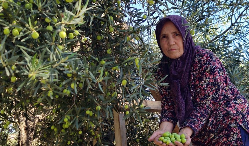 'Tavşan yüreği'nde rekolte beklentisi 10 bin ton