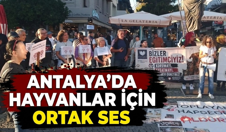 Antalya’da hayvanlar için ortak ses:  Kısırlaştır, aşılat, yerinde yaşat