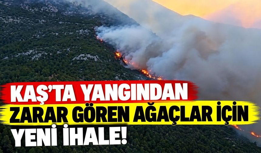 Kaş'ta yangından zarar gören ağaçlar için yeni ihale!