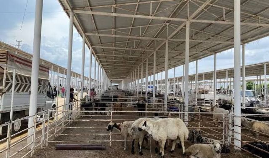 Serik'te şap alarmı: Hayvan pazarı kapatıldı